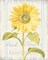 Floursack Florals II Poster Print by Danhui Nai - Item # VARPDX38755